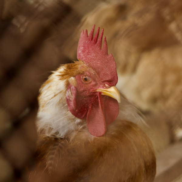 Card Internet Chicken