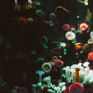 Soy Strawberry Water